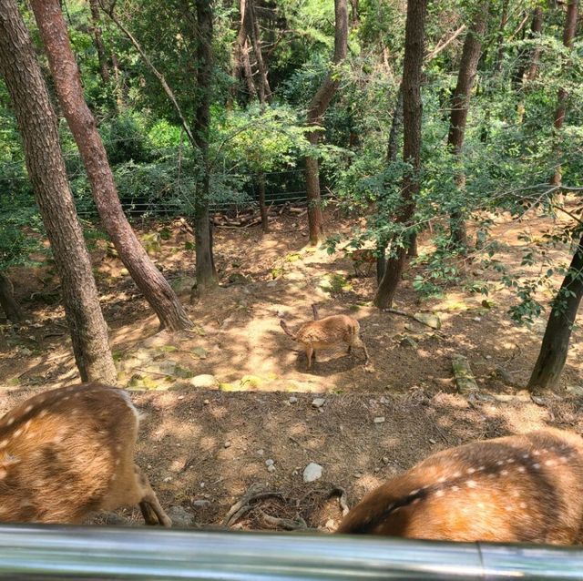 진주 진양호 동물원