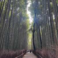 Lose yourself in a magical bamboo forest 