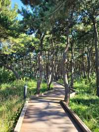 바다아닌 숲속에서 힐링하는 간절곶공원🌲