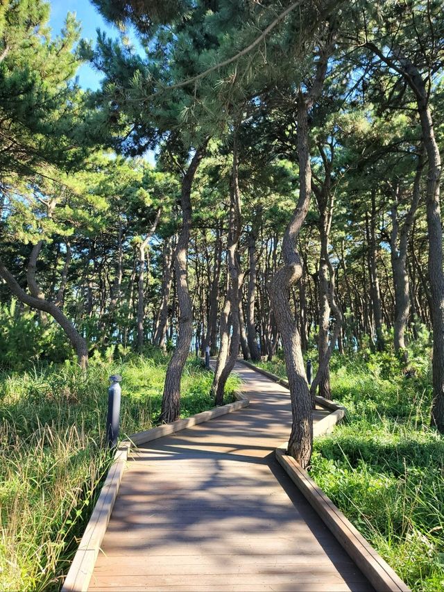 바다아닌 숲속에서 힐링하는 간절곶공원🌲