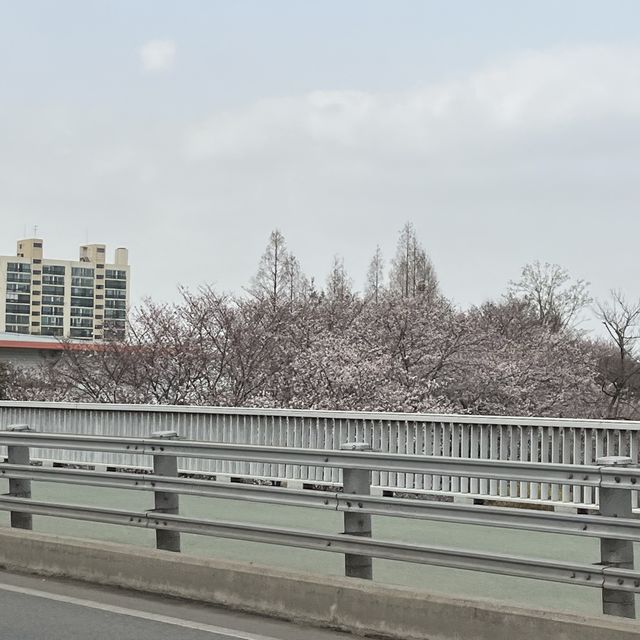 석촌호수 벚꽃🌸
