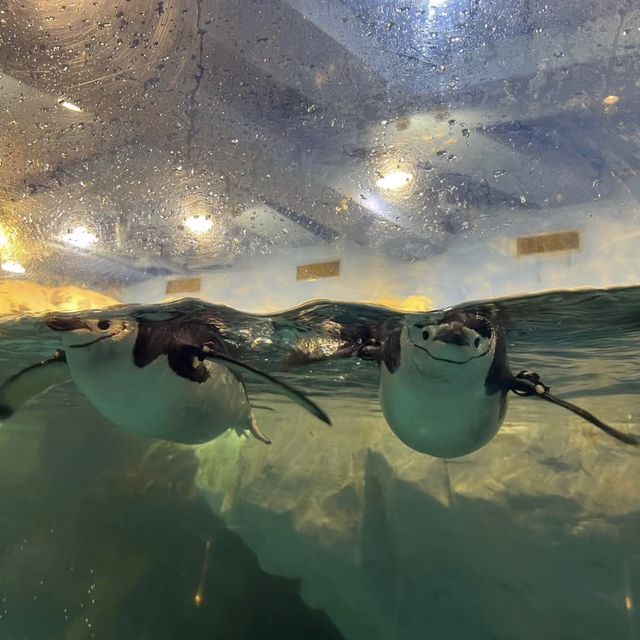 海洋奇蹟解密！屏東國立海洋生物博物館🌊🔬🐚
