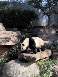 🦁🐼🦒阿德萊德動物園～與動物們面對面的奇妙冒險🦁🐼🦒