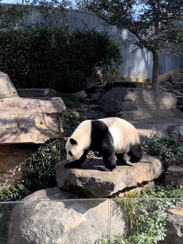 🦁🐼🦒阿德萊德動物園～與動物們面對面的奇妙冒險🦁🐼🦒