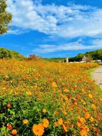 【愛知】秋の絶景！幻想的なコスモス畑が美しいモリコロパーク🌸