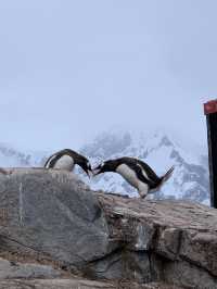 Mailing Cards from the Penguin Post Office 🐧