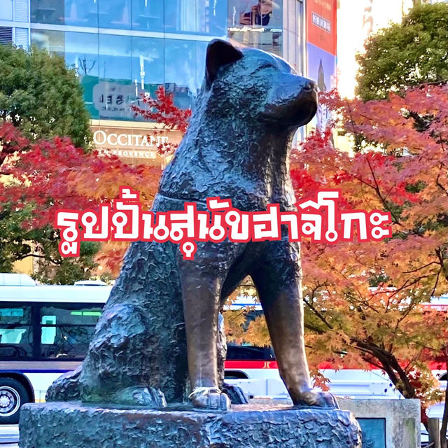 สุนัขผู้ซื่อสัตย์กับใบไม้แดง Shibuya, Tokyo