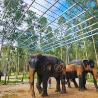 Elephant Care Park Phuket 