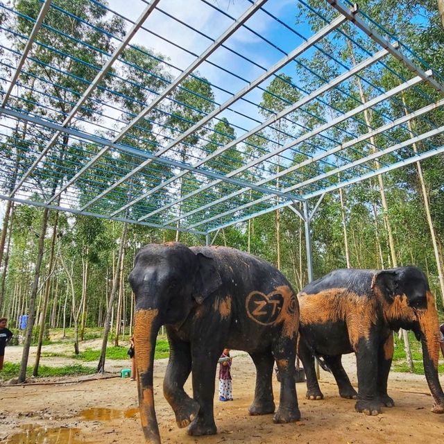 Elephant Care Park Phuket 