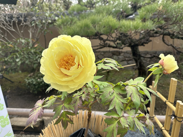 日本三大八幡宮　筥崎宮