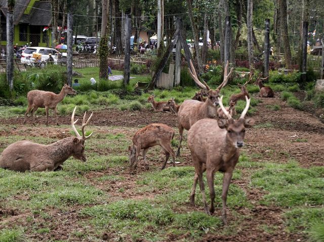 A visit to Bandung’s Serene Deer Park