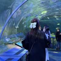 【東京】雨の日デートにオススメ！トンネル水槽が魅力的な水族館🦭✨