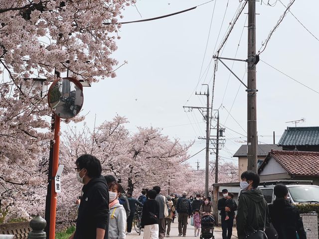 แม่น้ำโกโจ Iwakura (เทศกาลชมดอกซากุระ)🌸