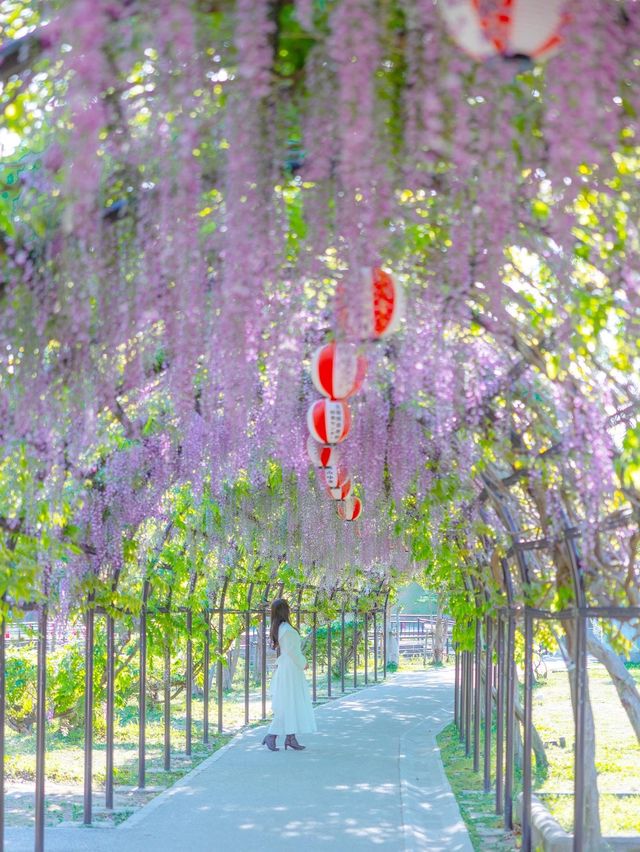 【福岡】幻想的な藤の花を求めて柳川へ