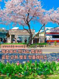 봄이되면 제주에서 가장먼저 가야하는 곳🌸