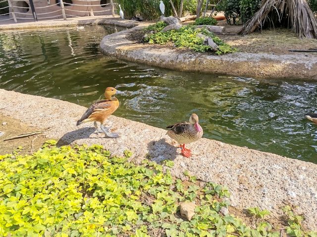 Dubai Safari Park