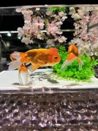 【東京(銀座)】3月1日から「めっちゃ桜2024」が開催🌸金魚と桜に囲まれる、春に行きたいスポット
