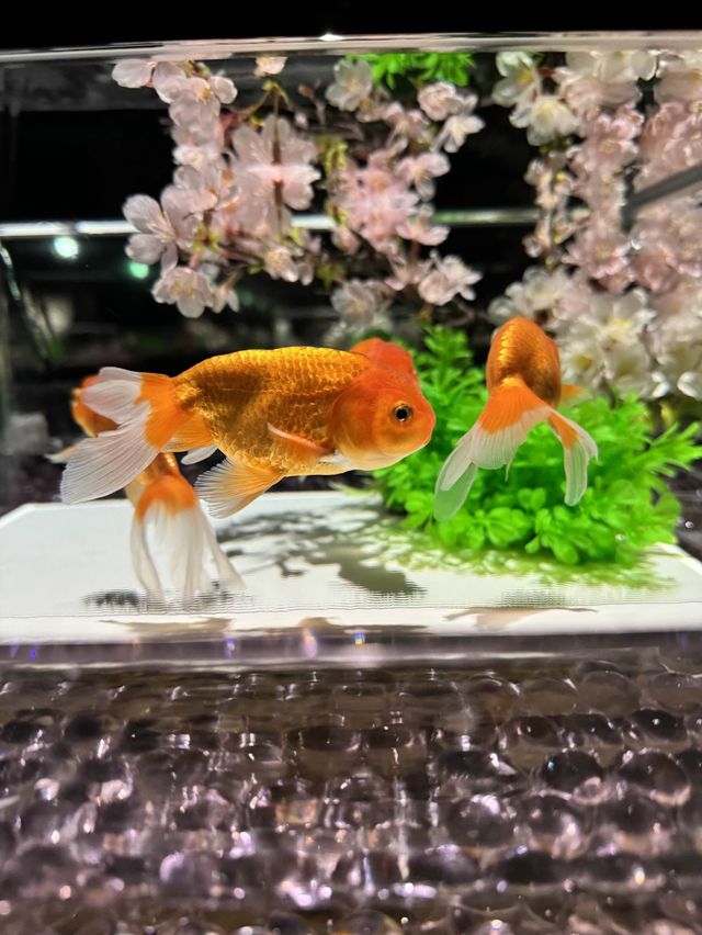 【東京(銀座)】3月1日から「めっちゃ桜2024」が開催🌸金魚と桜に囲まれる、春に行きたいスポット