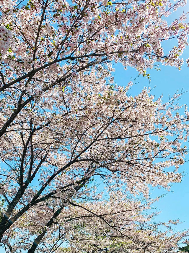 【岩手】例年GWが見頃！農場に咲く"一本桜"