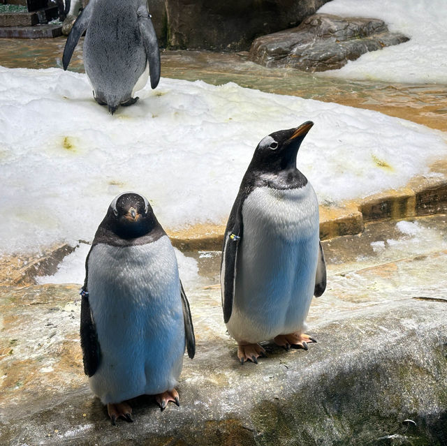 香港海洋公園是旅遊必定要去地方