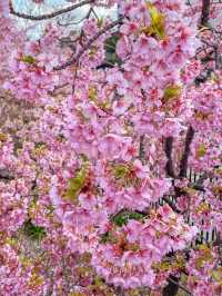 【京都】京都市内で一番早くお花見が出来る人気スポット