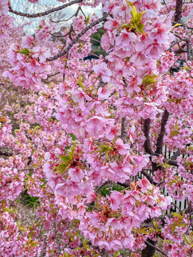 【京都】京都市内で一番早くお花見が出来る人気スポット