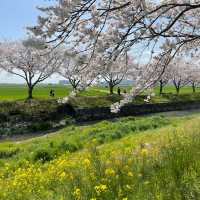 延々と続く桜並木は圧巻