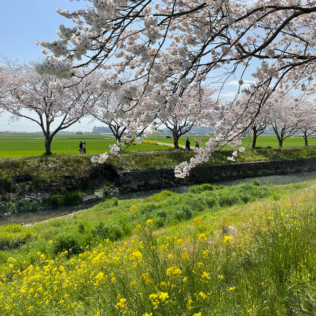 延々と続く桜並木は圧巻