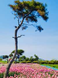 Taean Tulip Festival 