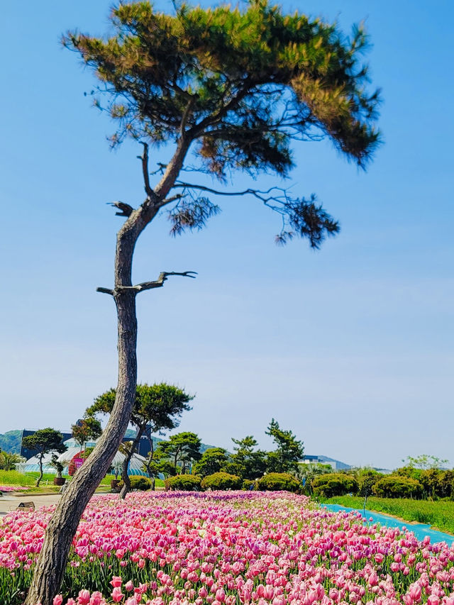 Taean Tulip Festival 