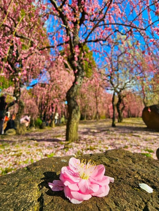 【京都/死ぬまでに1度は見たい絶景】城南宮、梅祭り🏮平日も開門前から込み合う超人気スポット