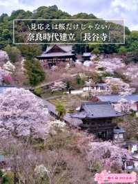 【奈良×桜】広大な境内をピンクに染める桜スポットを紹介🌸
