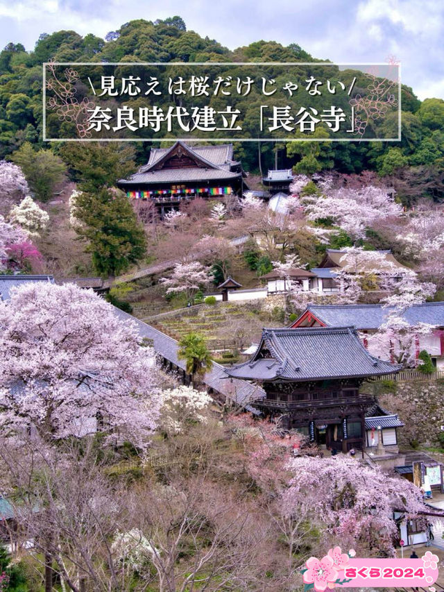 【奈良×桜】広大な境内をピンクに染める桜スポットを紹介🌸