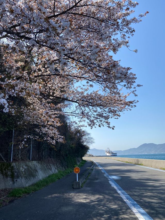 Off-the-path cherry blossom trails🌸🍃