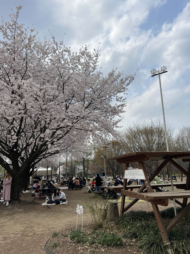 韓国/ソウル【ソウルの森】桜のおすすめスポット