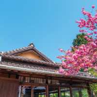 Beautiful Cherry Blossom of Eunpa Lake Park