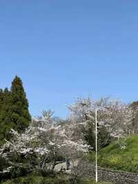 下関の日の山公園が桜の見どころでした！