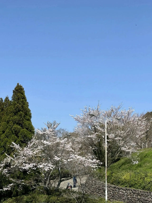下関の日の山公園が桜の見どころでした！