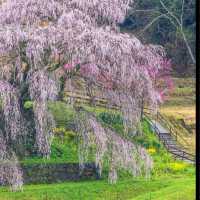 又兵衛桜