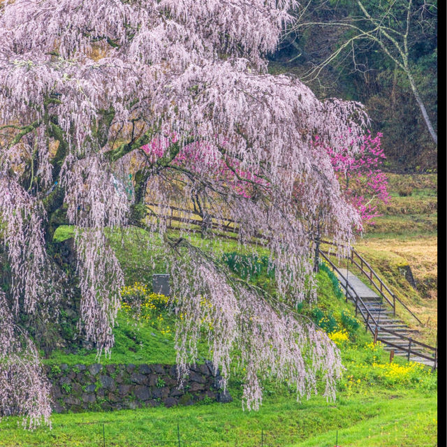 又兵衛桜