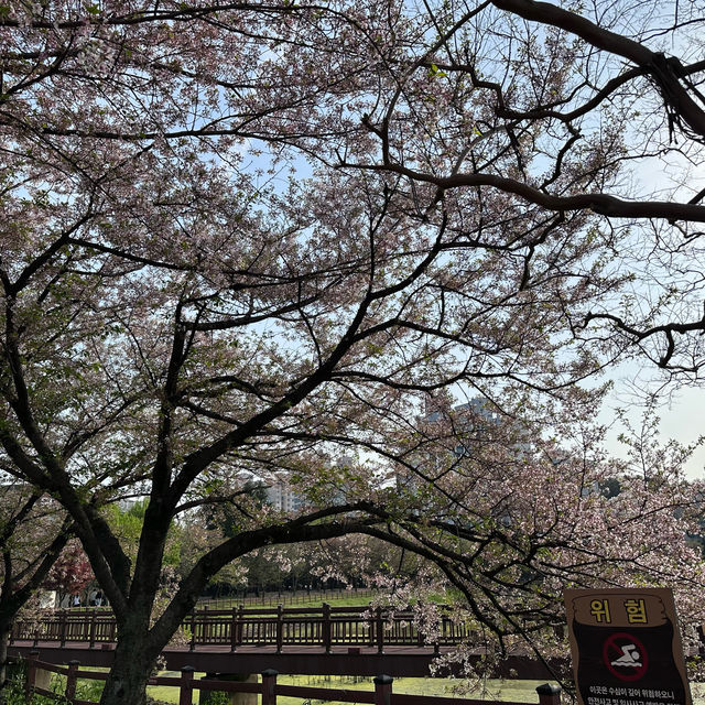 Gwangju in spring 