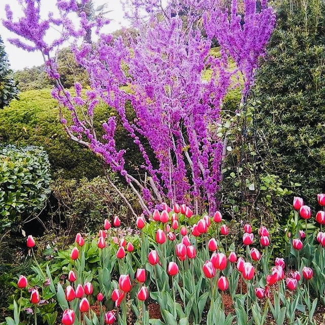 💐 Tulip Garden Blossom in Geoje Island🌷