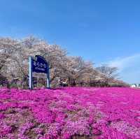 ชมซากุระพร้อมพรมสีชมพู