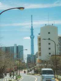 จุดชมซากุระสวยๆ ริมแม่น้ำ Sumida