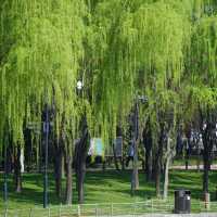 「冬山河親水公園」自然綠洲