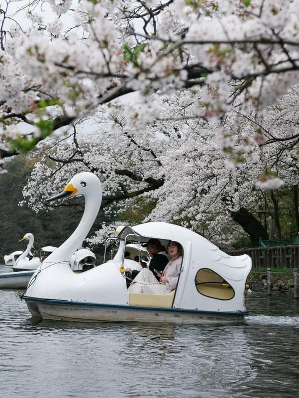 ปั่นเรือเป็ด ชมซากุระที่ ‘สวนอิโนะคาชิระ’ 🇯🇵🌸