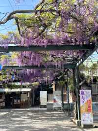 【國領神社/東京都】千年乃藤と飛び出す御朱印