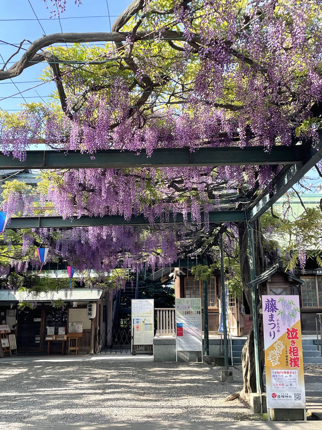 【國領神社/東京都】千年乃藤と飛び出す御朱印