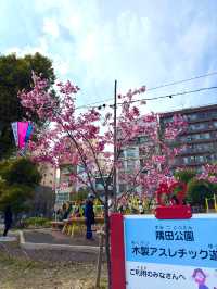 東京　東京観光　隅田公園の桜と東京スカイツリーのコラボは最高！