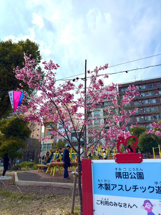 東京　東京観光　隅田公園の桜と東京スカイツリーのコラボは最高！